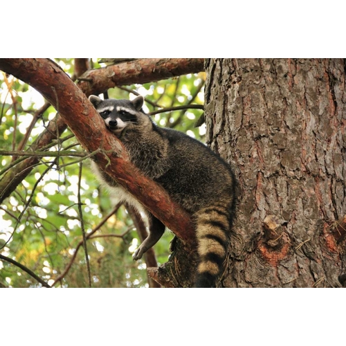 OR, Portland Raccoon resting on limb of tree